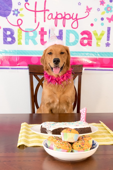 Dog Birthday Hund Geburtstag Haustier Fazemag