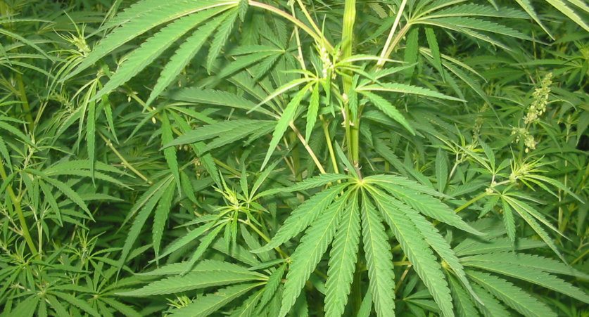 5 Gründe warum du rohe Cannabis-Samen essen solltest